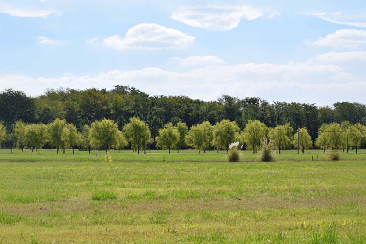 Campos de Roca